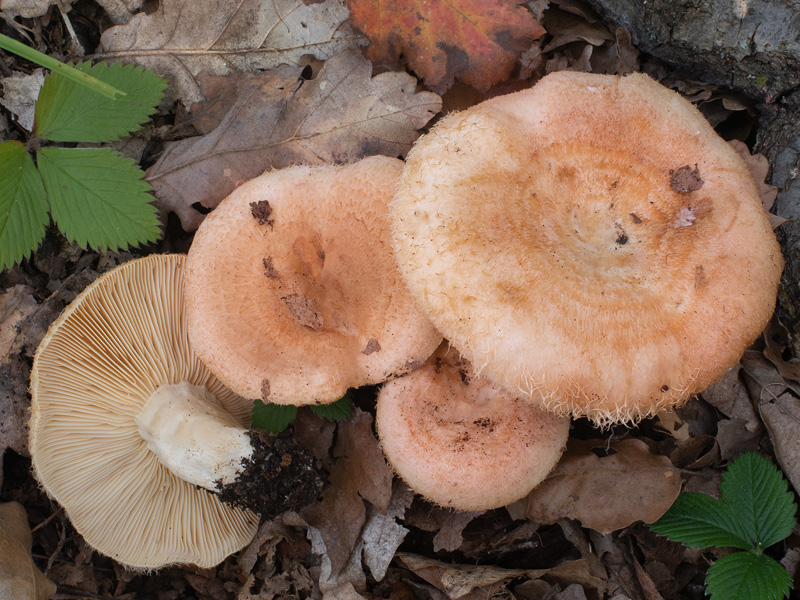 Lactarius mairei
